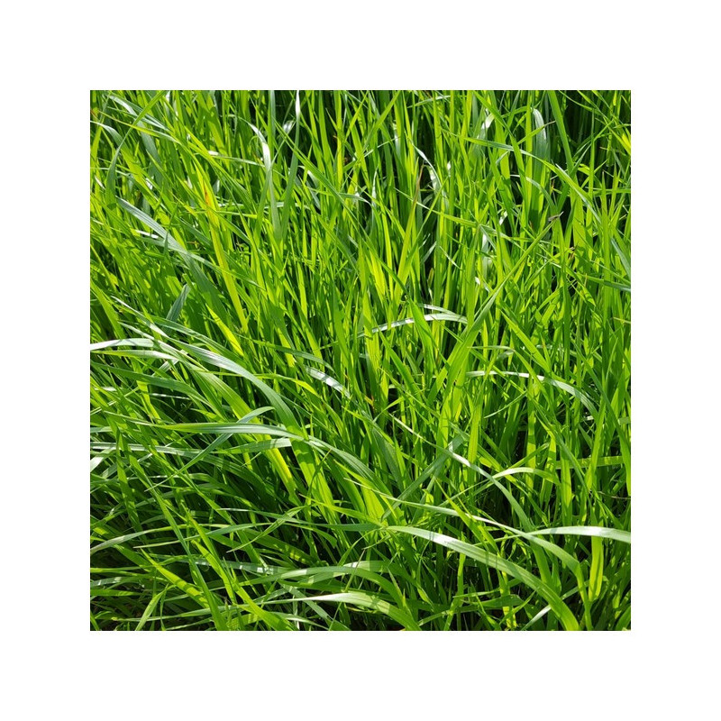 RGI 2N alternatif ESTANZUELA 284, Ray-grass d'Italie
