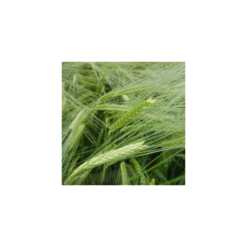 Orge printemps ETOILE