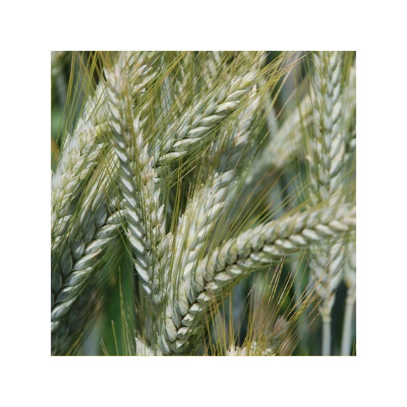 Triticale BICROSS Triticale BICROSS