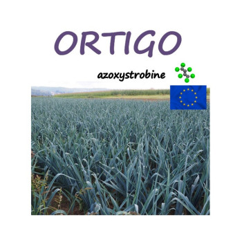 ORTIGO