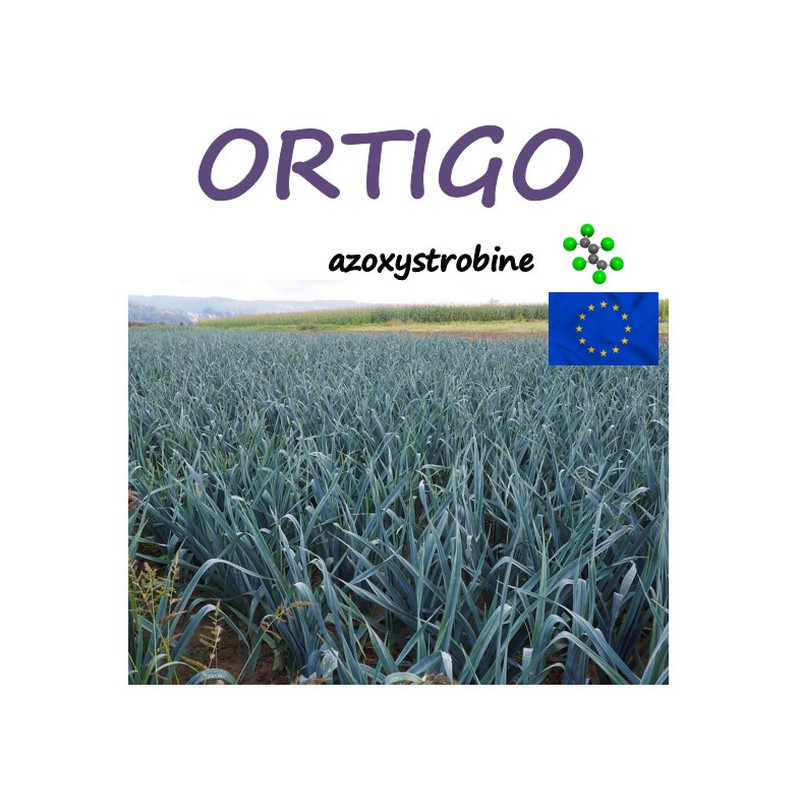 ORTIGO ORTIGO