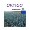 ORTIGO