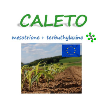 CALETO
