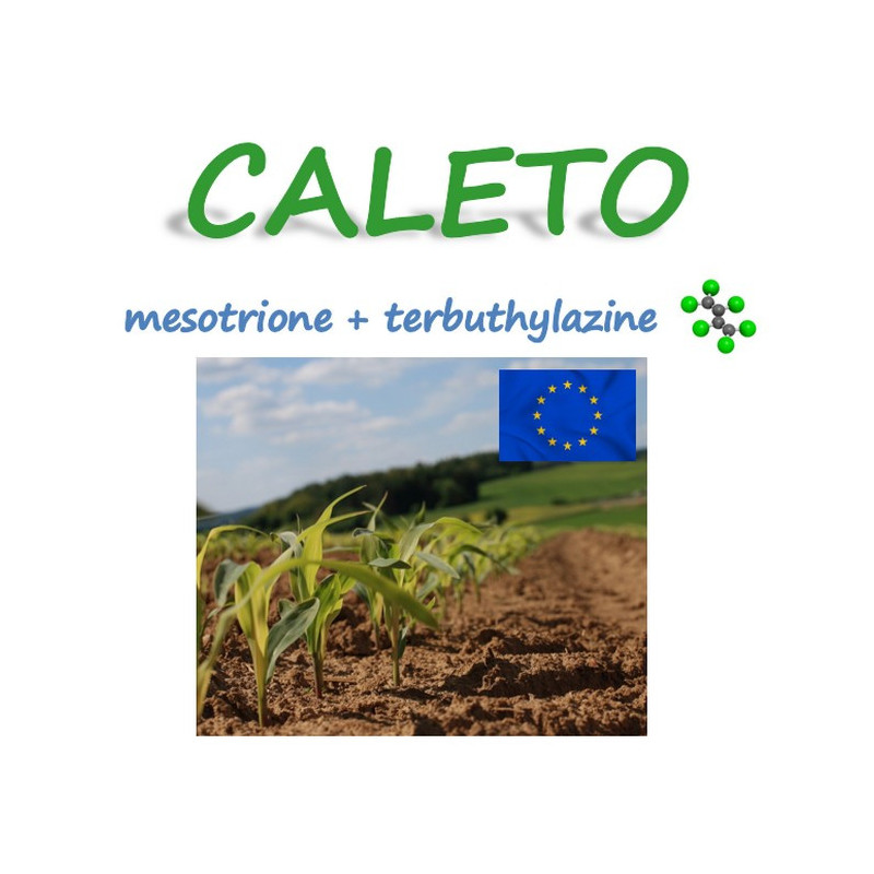 CALETO CALETO