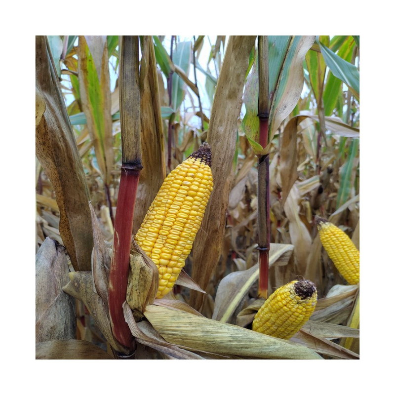 Maïs DKC 4031 indice 310-320 Accéléron Maïs DKC 4031 indice 310-320 Accéléron