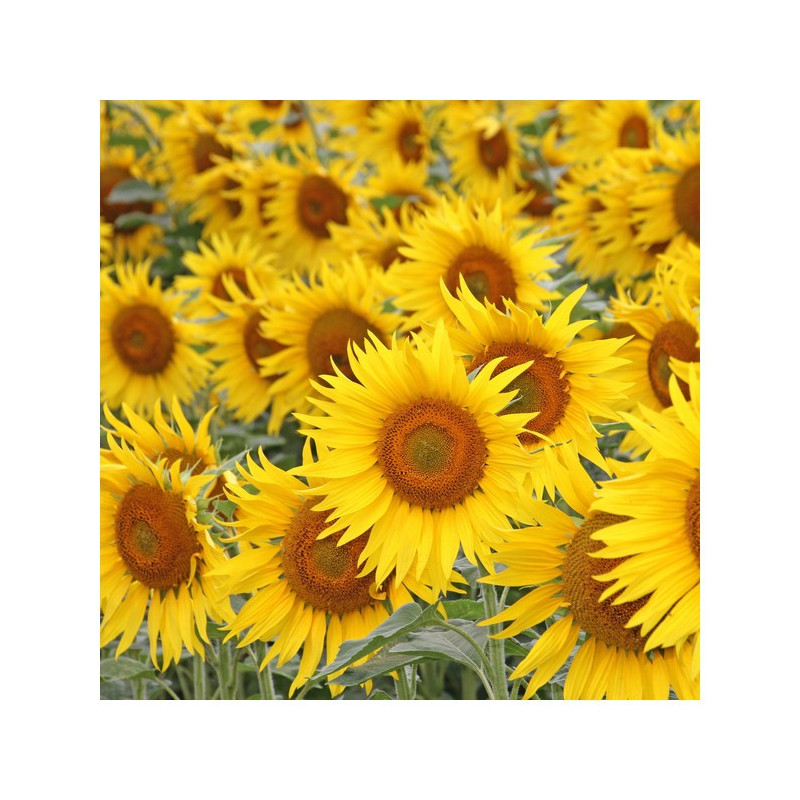 Tournesol P63HE189
