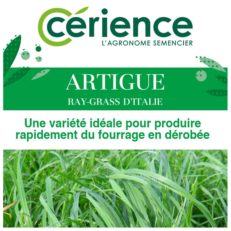 RGI 4N alternatif ARTIGUE, Ray-grass d'Italie