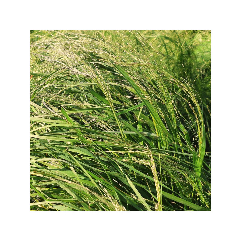 Teff Grass