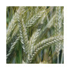 Triticale REQUIN 