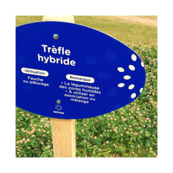 Trèfle hybride CONSTELLATION