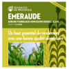 Sorgho ensilage - EMERAUDE