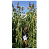Sorgho ensilage - EMERAUDE