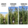 Sorgho ensilage - EMERAUDE