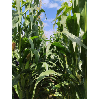 Maïs ENSIL DUO LEAFY 400 (Korit i.380-400) - D.50000gr