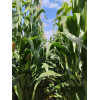 Maïs ENSIL DUO LEAFY 400 (Korit i.380-400) - D.50000gr