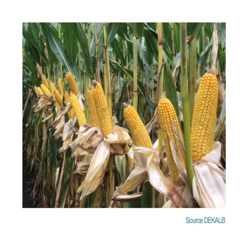 Maïs DKC 4951 Accéléron (ind. 470) Maïs DKC 4951 Accéléron (ind. 470)