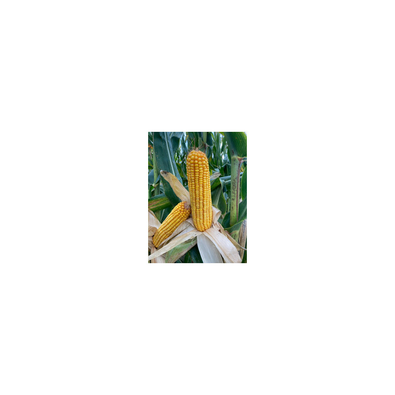 Maïs DKC 5653 (indice 550)