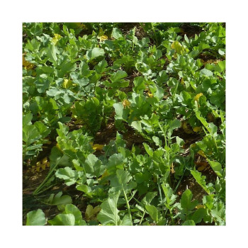Radis fourrager ROMESA (destockage)