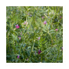 Vesce de printemps DS CLAUDIA Bio