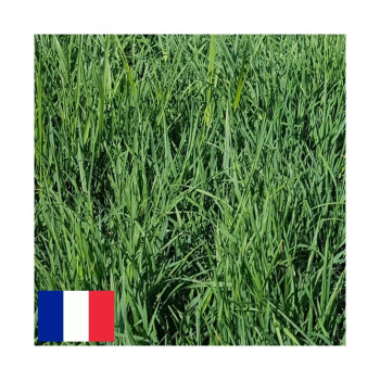 Dactyle LOKIS Bio