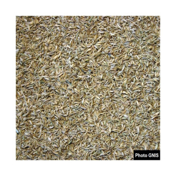 Dactyle LOKIS Bio