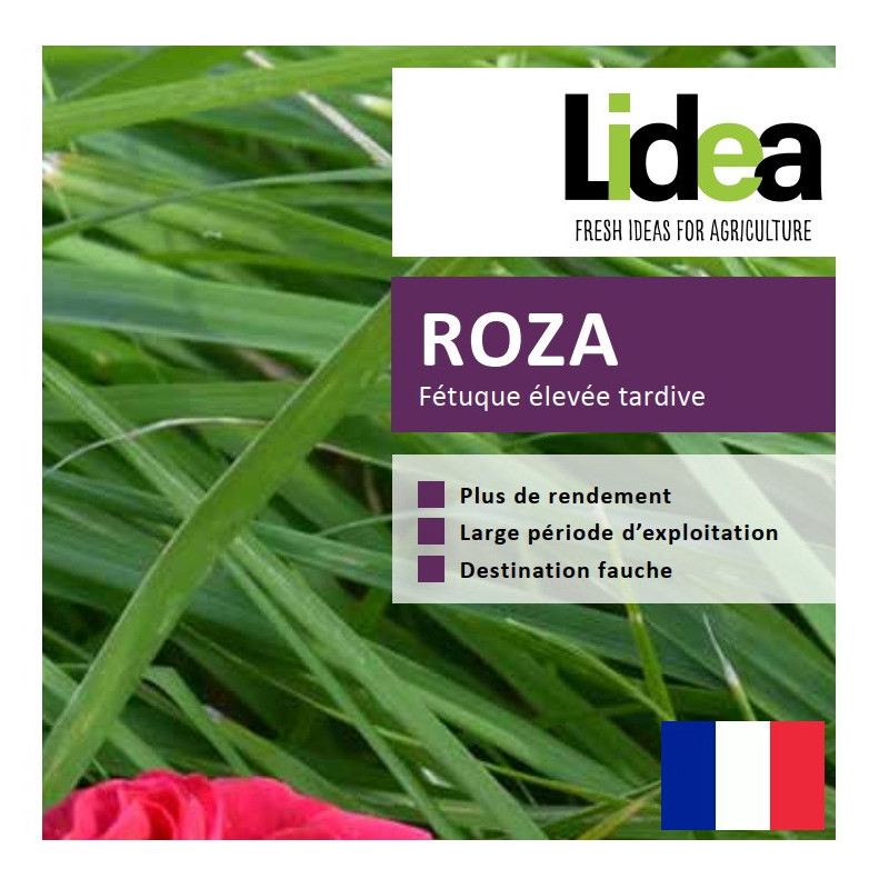 Fétuque élevée ROZA