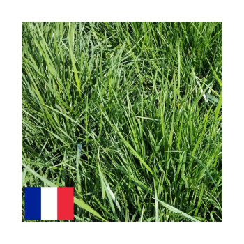 Fétuque élevée ROZA