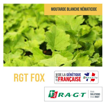 Moutarde blanche tardive anti nématode RGT FOX