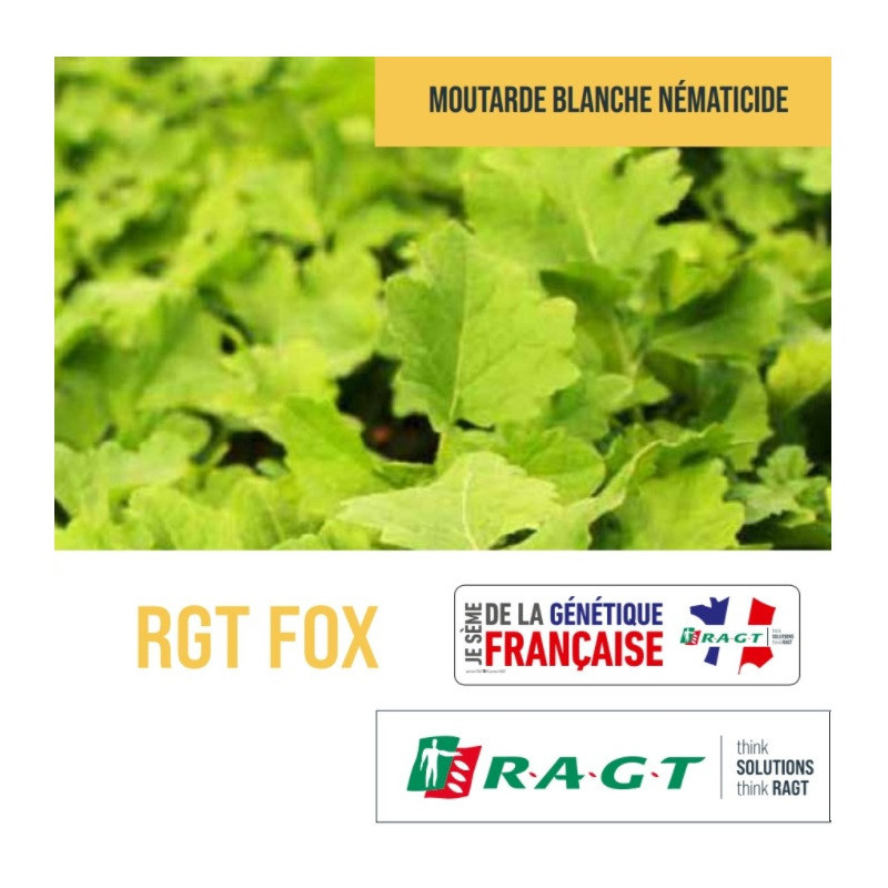 Moutarde blanche tardive anti nématode RGT FOX