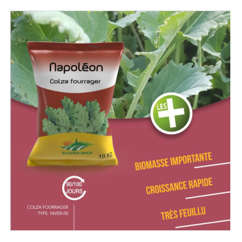 Colza fourrager NAPOLEON
