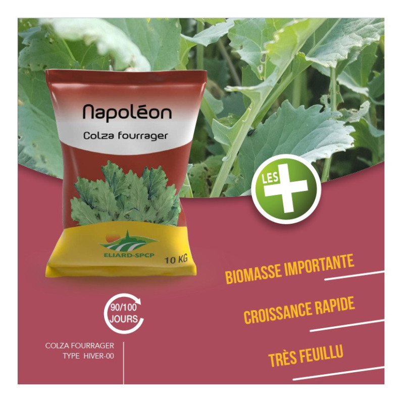 Colza fourrager NAPOLEON