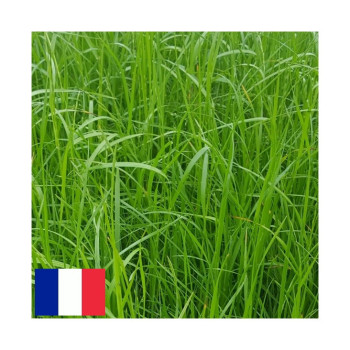 RGA 4N inter SORAYA Ray-grass Anglais