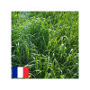 RGH 4N MELCAMRY, Ray-grass Hybride