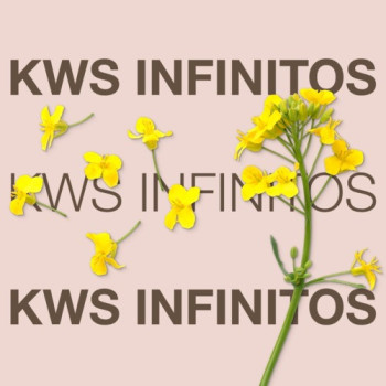 Colza KWS INFINITOS