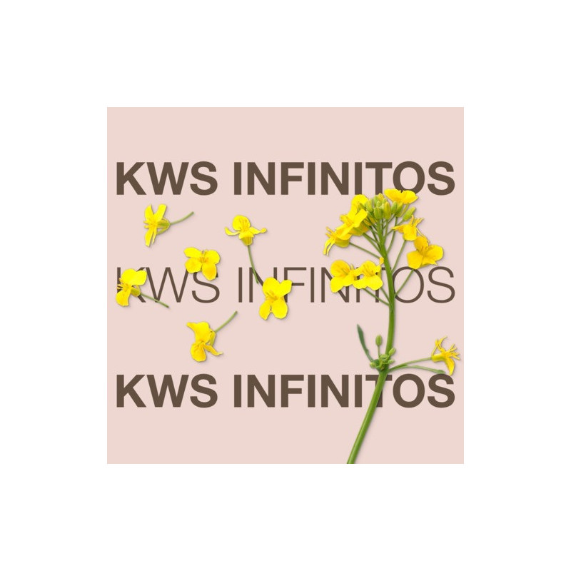 Colza KWS INFINITOS