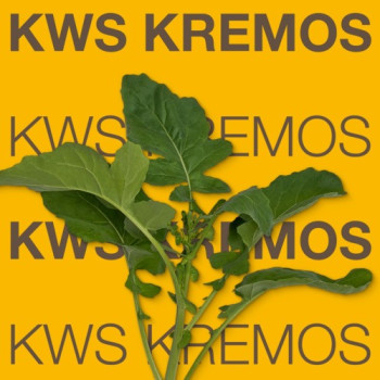 Colza KWS KREMOS