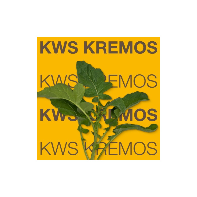 Colza KWS KREMOS