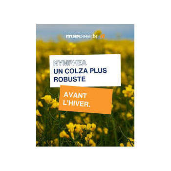 Colza NYMPHEA