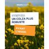 Colza NYMPHEA