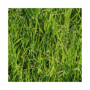Fétuque élevée TIMA Bio