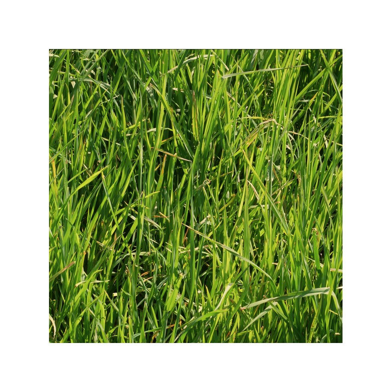 Fétuque élevée TIMA Bio
