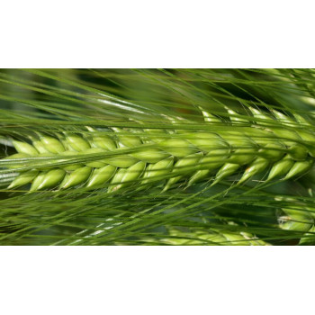 Orge hybride 6R SY QUANTOCK