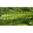 26064-Orge hybride 6R SY QUANTOCK (TMG) - Dose 0,5 M gr