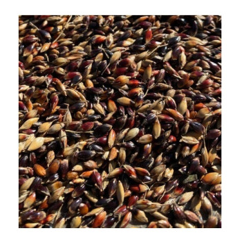 Sorgho fourrager COMIRAY (sudan grass)