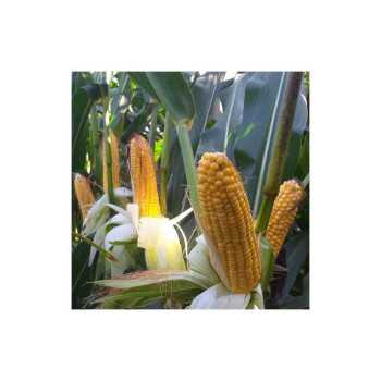AGRILEADER C-UREE (88%)