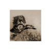 Avoine noire KWS PURSANT