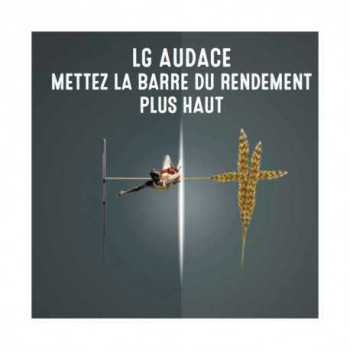 Blé KINGKONG 