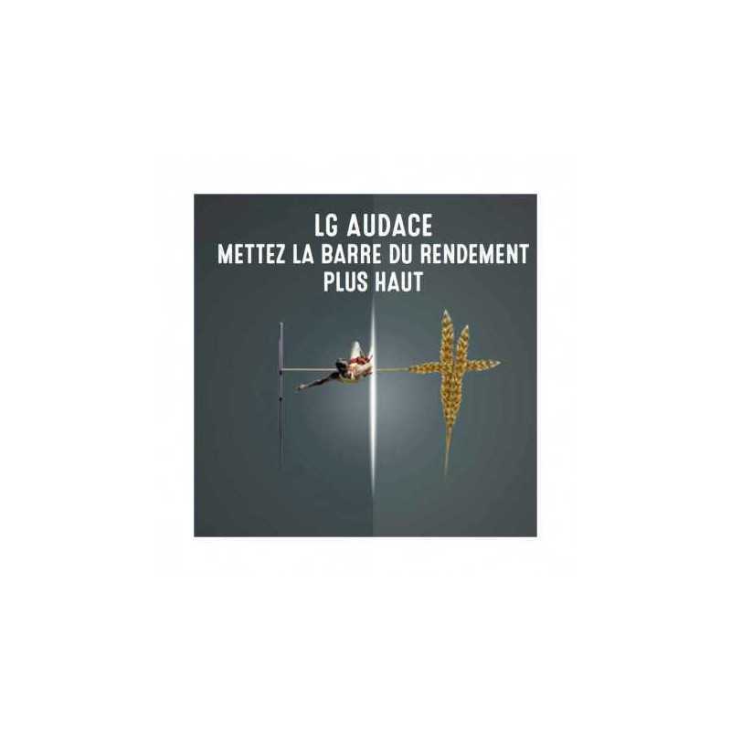 Blé KINGKONG 