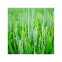 13870-Traité TMG - Bigbag 600 kg