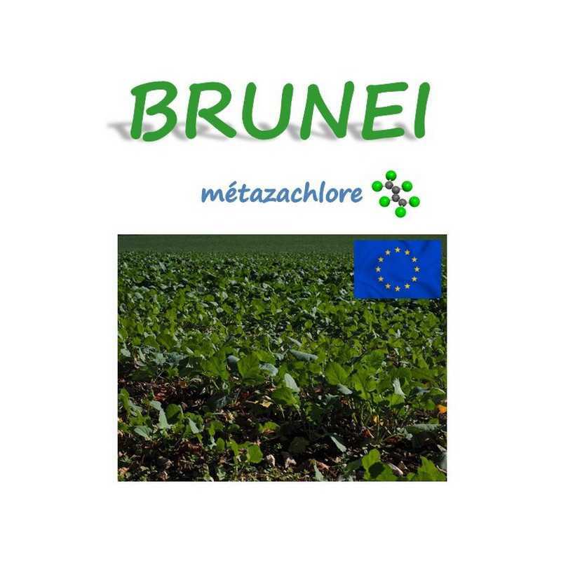 BRUNEI BRUNEI